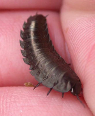 larva de escarabajo silphidae.jpg