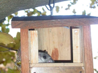 lirón gris en caja nido.jpg