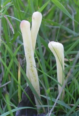 Clavaria-tenuipes.jpg