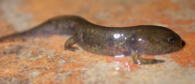 salamandra (1).jpg