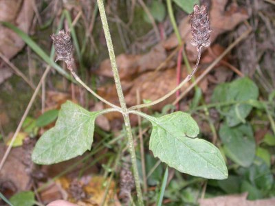 Prunella vulgaris.jpg