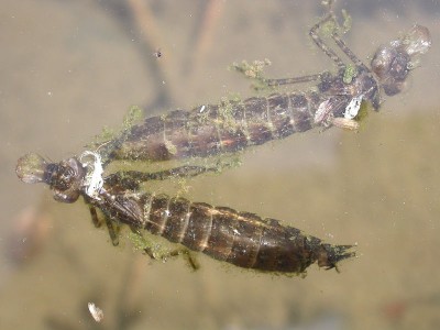 mudas-de-larva-de-libélula.jpg