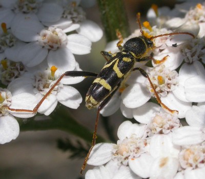 escarabajo-avispa-Clytus-arietis.jpg