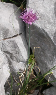 ajo Allium palentinum.jpg