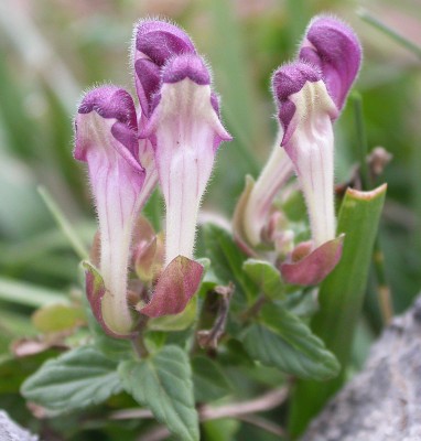 Scutellaria-alpina.jpg