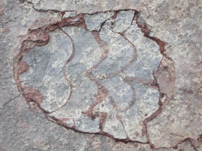 fosil-ammonites.jpg
