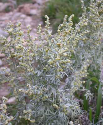 Ajenjo,-Artemisia-absinthium.jpg