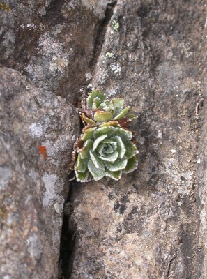 Saxifraga-paniculata.jpg