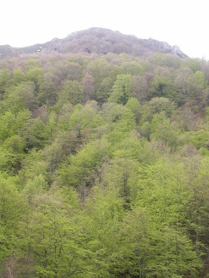 bosque-y-altitud-(1).jpg
