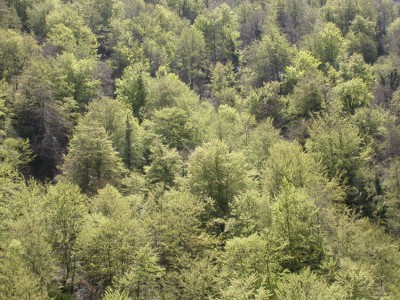 bosque-verde.jpg