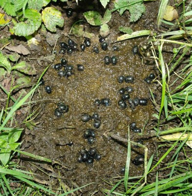 boñiga-con-escarabajos-peloteros.jpg