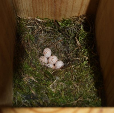 caja-nido-con-huevos.jpg