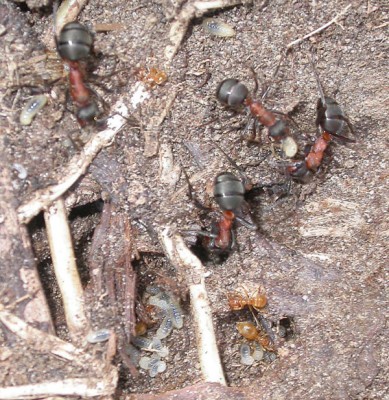 ataque-hormigas-1.jpg