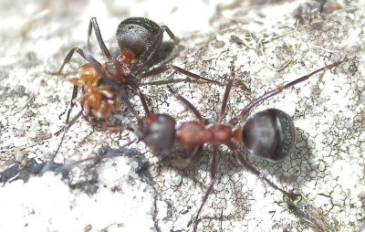 ataque-hormigas-2.jpg