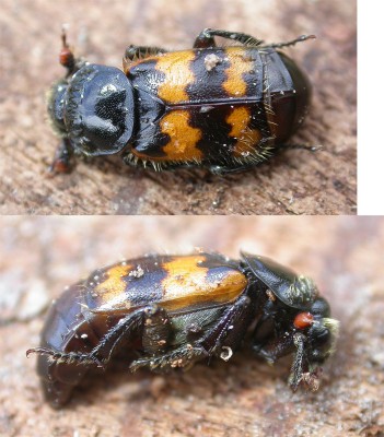 escarabajo enterrador Nicrophorus vespillo.jpg