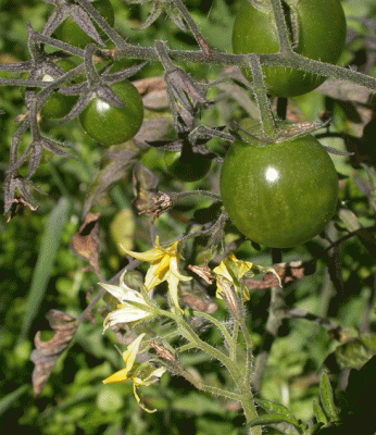 tomates-(1).gif