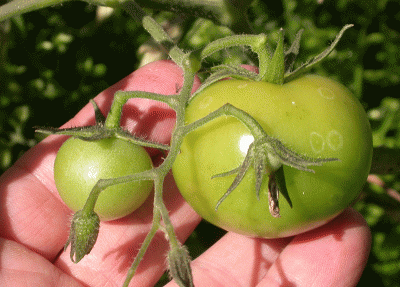 tomates-(2).gif