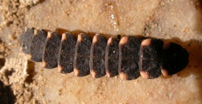larva-luciérnaga.jpg