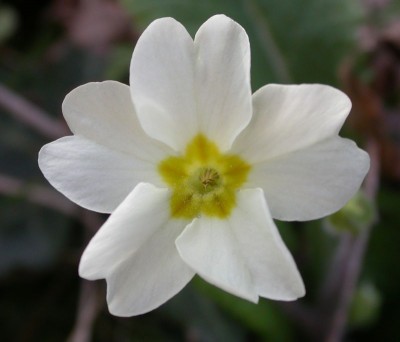 Primula-vulgaris-blanca rara.jpg