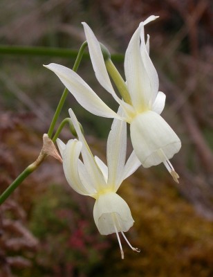 Narcissus-triandrus.jpg