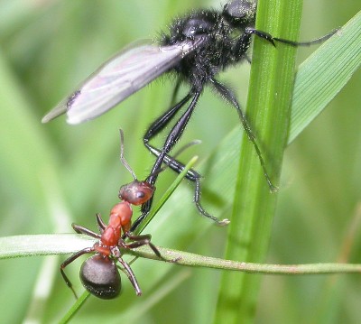 lucha-enre-hormiga-campestre-y-mosca-Bibio-sp-(1).jpg