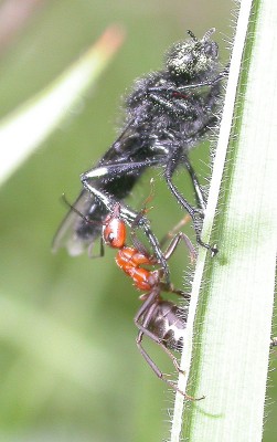 lucha-enre-hormiga-campestre-y-mosca-Bibio-sp-(2).jpg