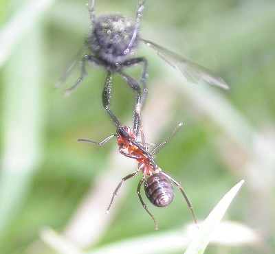 lucha-enre-hormiga-campestre-y-mosca-Bibio-sp-(3).jpg