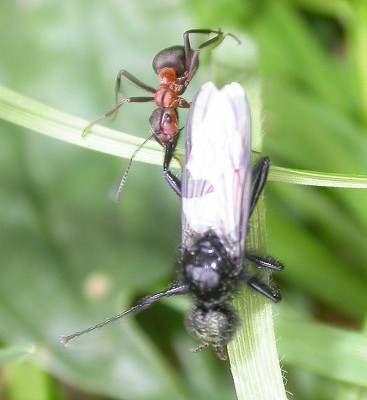 lucha-enre-hormiga-campestre-y-mosca-Bibio-sp-(4).jpg