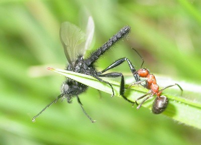 lucha-enre-hormiga-campestre-y-mosca-Bibio-sp-(5).jpg
