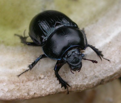 escarabajo pelotero.jpg