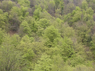 bosque verdin (2).jpg