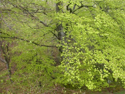 bosque verdin (3).jpg