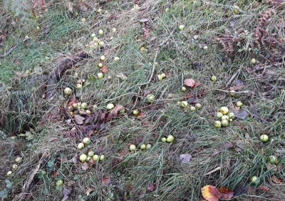 manzanas en suelo.jpg