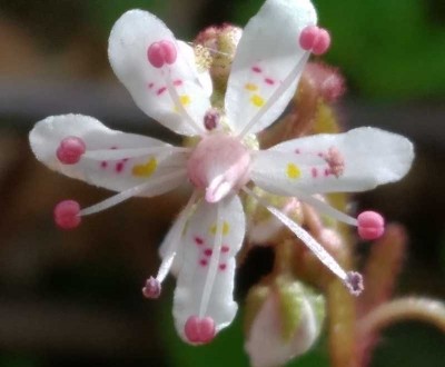 Saxifraga spathularis.jpg
