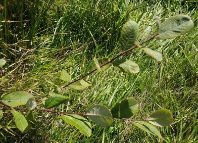 Salix atrocinerea.jpg