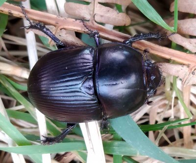 escarabajo (1).jpg