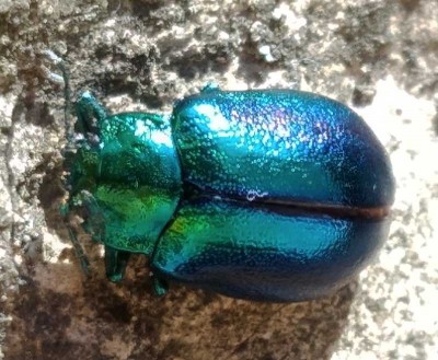 escarabajo (3).jpg