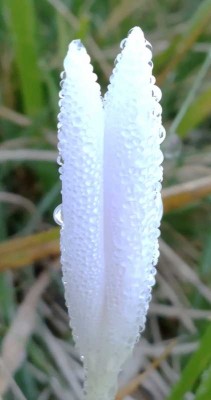 Crocus albino (1).jpg