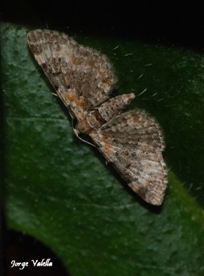 Eupithecia pulchellata.jpg