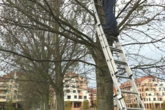 Poniendo cajas nido en Xixón, 01.12.13