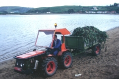 Eliminación de Uña de Gato en Zeluán 11.12.97
