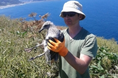 Expedicion para anillar gaviotas en colonias 27.06.16 (2)
