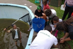 Rescate de anfibios en piscina de Callezuela, Illas, 14.06.19