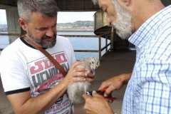 anillando-gaviotas-en-El-Musel-Xixon-22.06.23