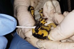 muestreo-de-enfermedades-en-anfibios-Aviles-05.05.24