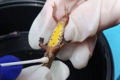 muestreo-de-enfermedades-en-anfibios-Illas-01.05.24-1